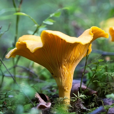 chantarelle