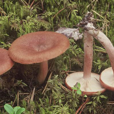 Northern Milkcap