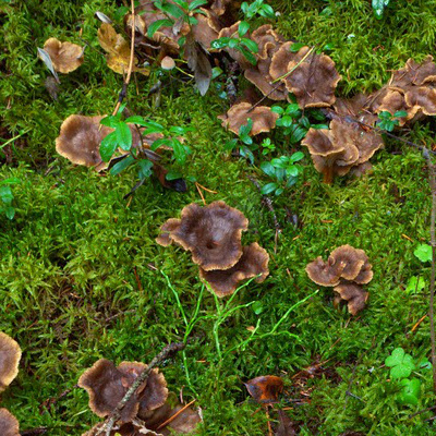 Trumpet Chantarelle