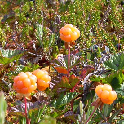 cloudberry