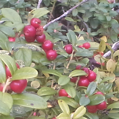 lingonberry