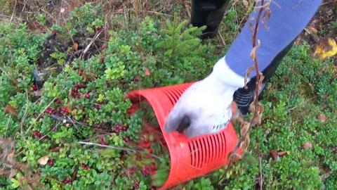 picking berries